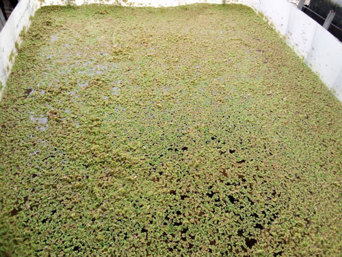 Azolla in Nigeria