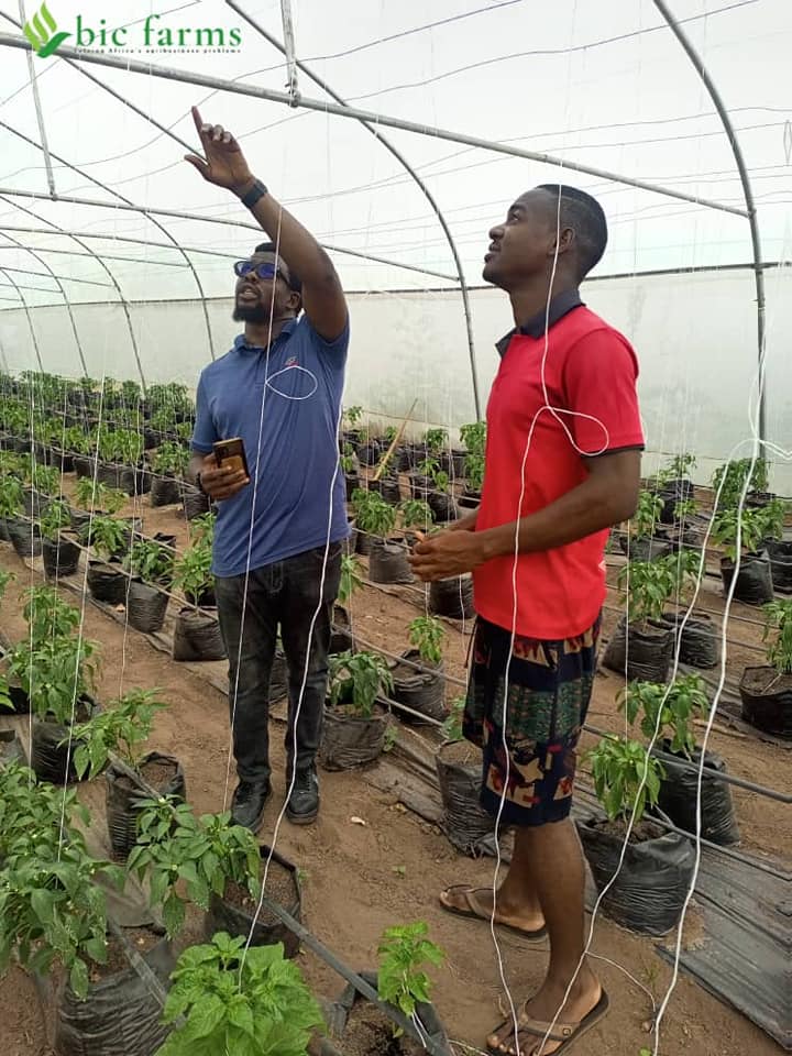 Learning Hydroponics Farming